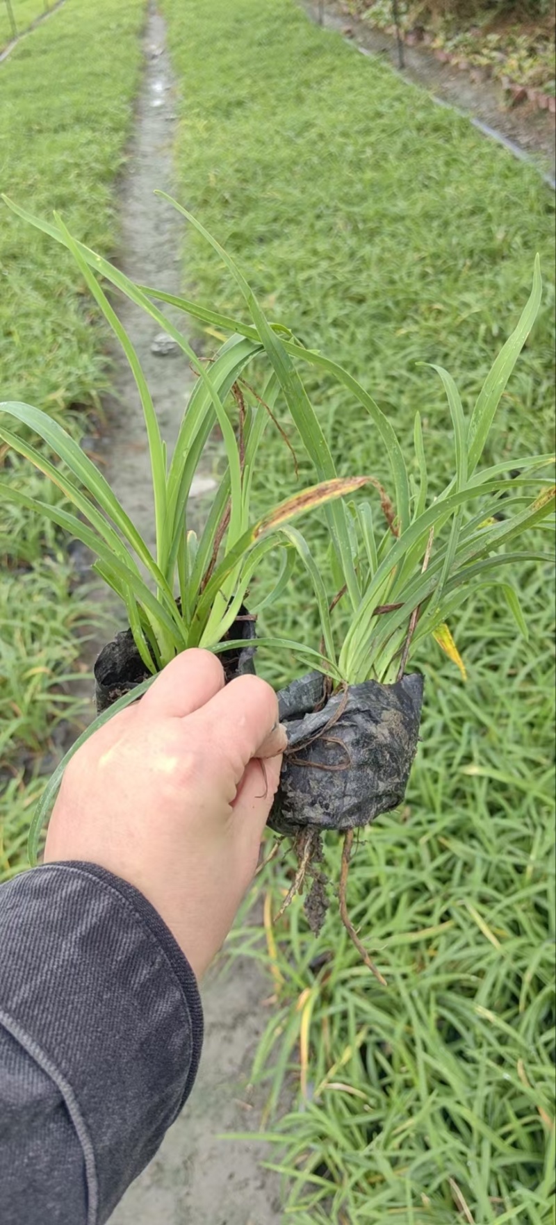 重庆金娃娃萱草批发重庆苗木基地供应各类规格金娃娃萱草