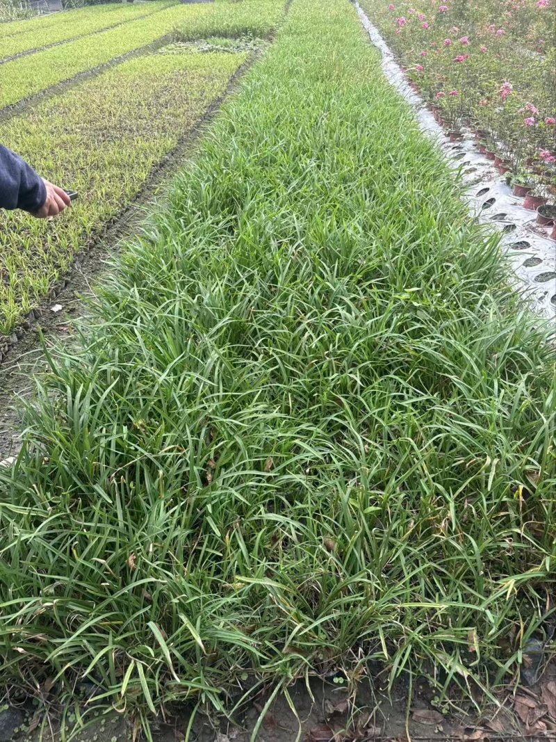 重庆金娃娃萱草批发重庆苗木基地供应各类规格金娃娃萱草