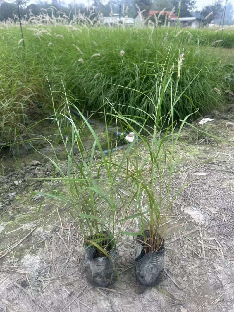 成都大布尼狼尾草批发成都苗木基地供应各类规格大布尼狼尾