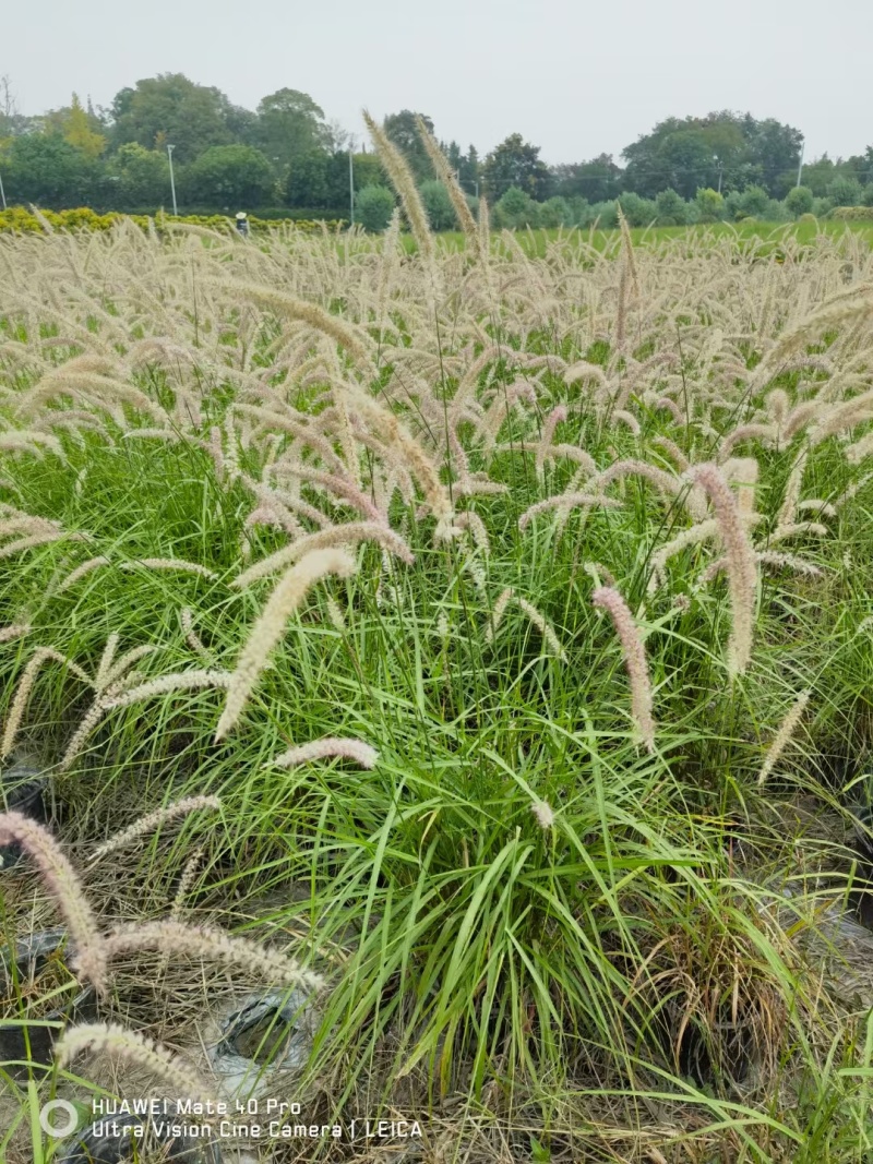 贵州大布尼狼尾草批发贵州苗木基地供应各类规格大布尼狼尾