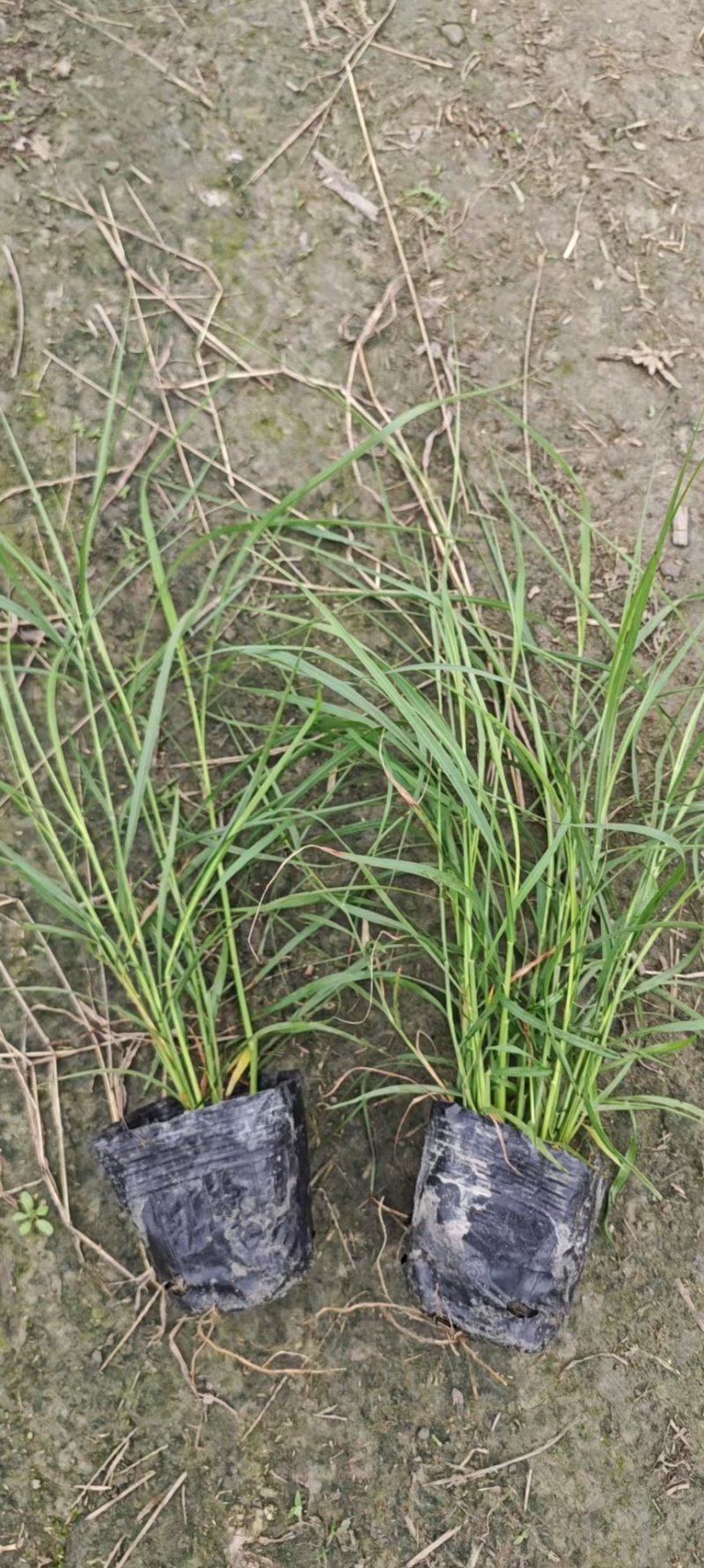 贵州大布尼狼尾草批发贵州苗木基地供应各类规格大布尼狼尾