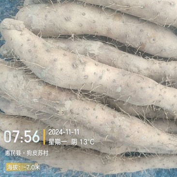 一手货源新茬地无菌白玉豆苗价格美丽