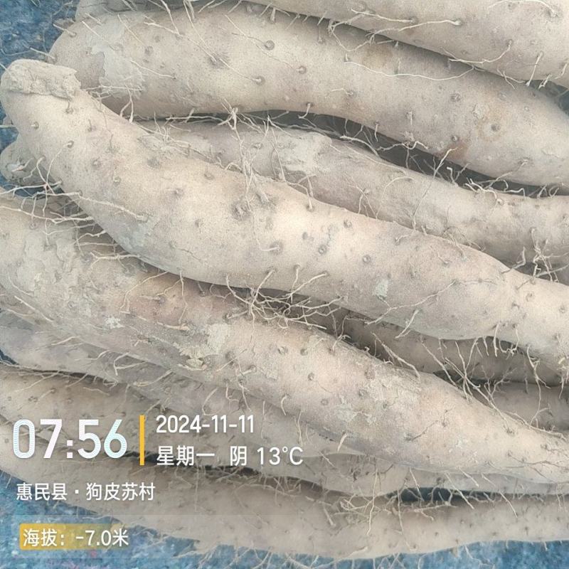 一手货源新茬地无菌白玉豆苗价格美丽