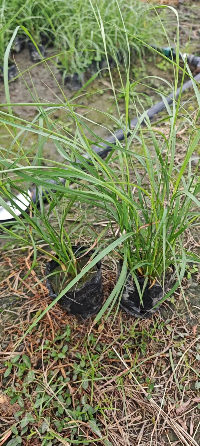 重庆大布尼狼尾草批发重庆苗木基地供应各类规格大布尼狼尾