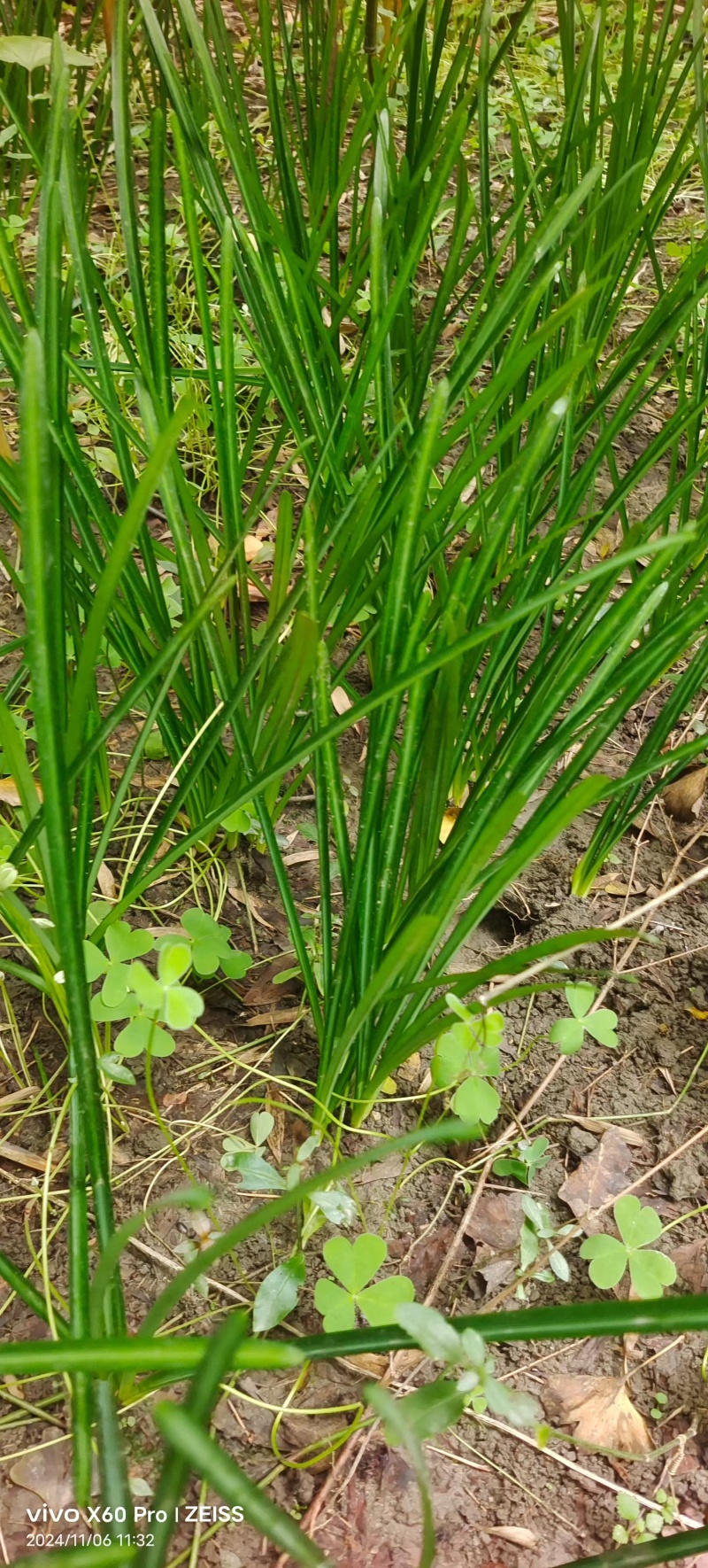 成都石蒜批发成都苗木基地供应各类规格石蒜基地直销