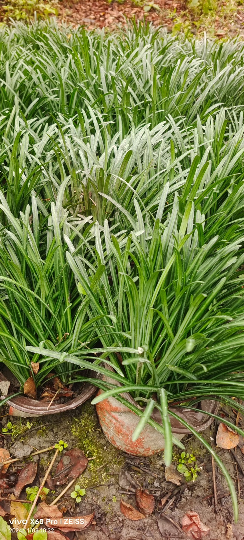 贵州石蒜批发贵州苗木基地供应各类规格石蒜基地直销