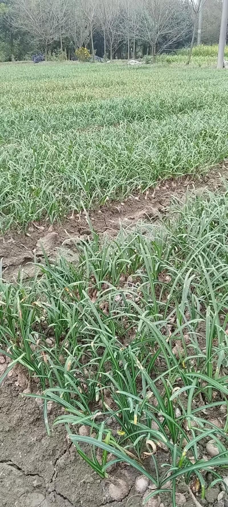 重庆石蒜批发重庆苗木基地供应各类规格石蒜基地直销