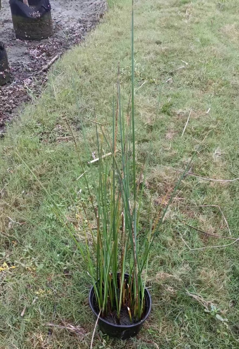成都水葱批发成都苗木基地供应各类规格水葱基地直销
