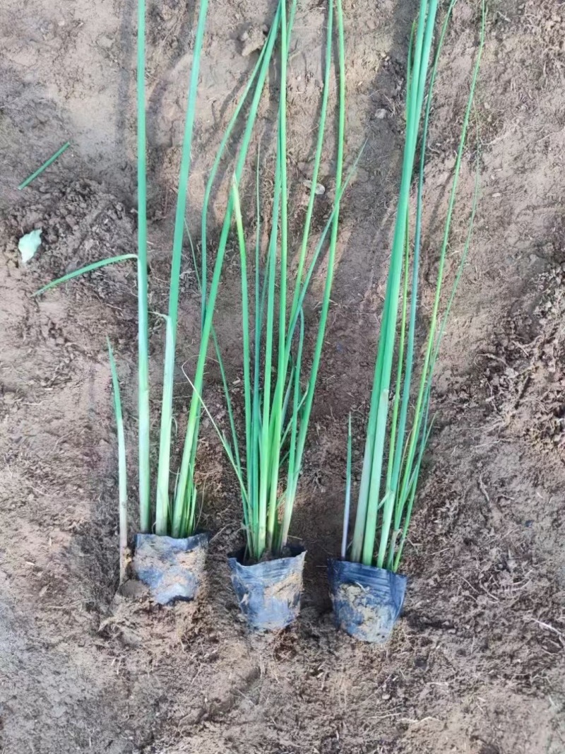 成都水葱批发成都苗木基地供应各类规格水葱基地直销