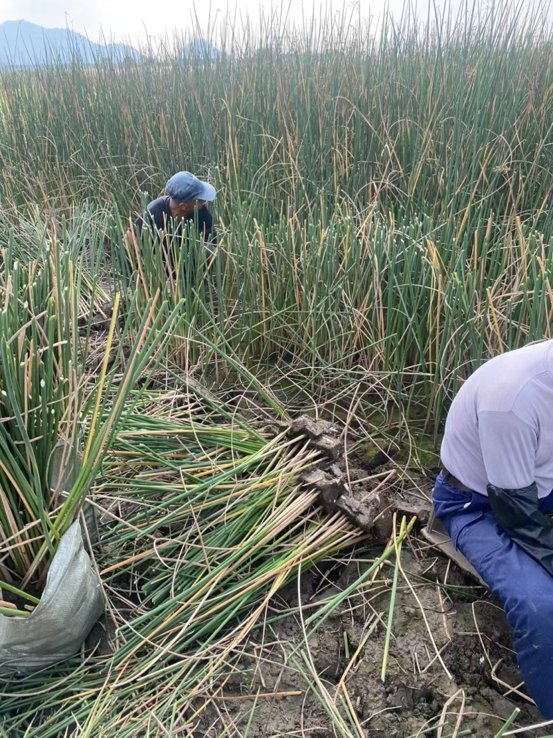 重庆水葱批发重庆苗木基地供应各类规格水葱基地直销