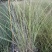 成都晨光芒批发成都苗木基地供应各类规格晨光芒基地直销