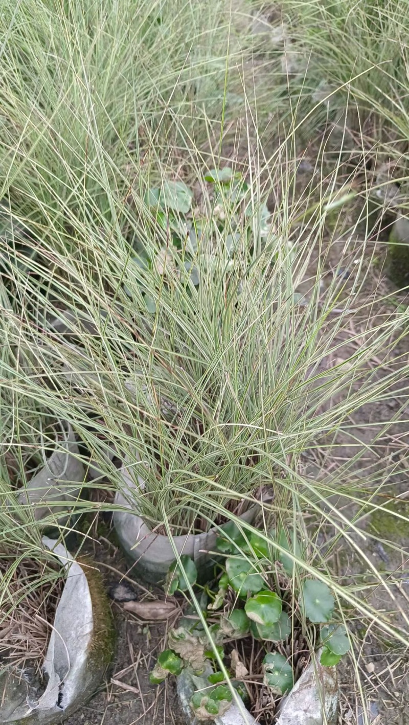 成都晨光芒批发成都苗木基地供应各类规格晨光芒基地直销