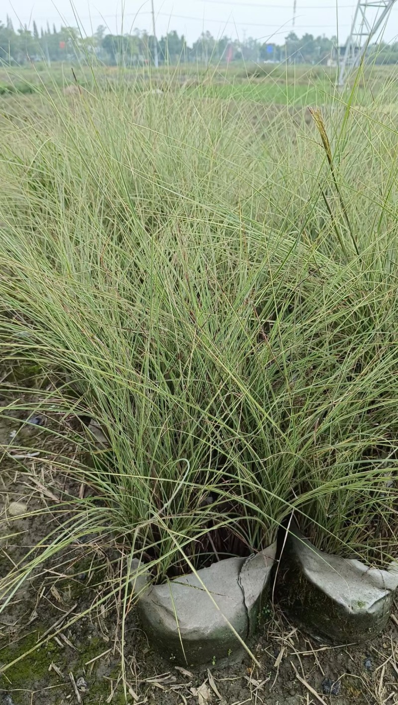 贵州晨光芒批发贵州苗木基地供应各类规格晨光芒基地直销