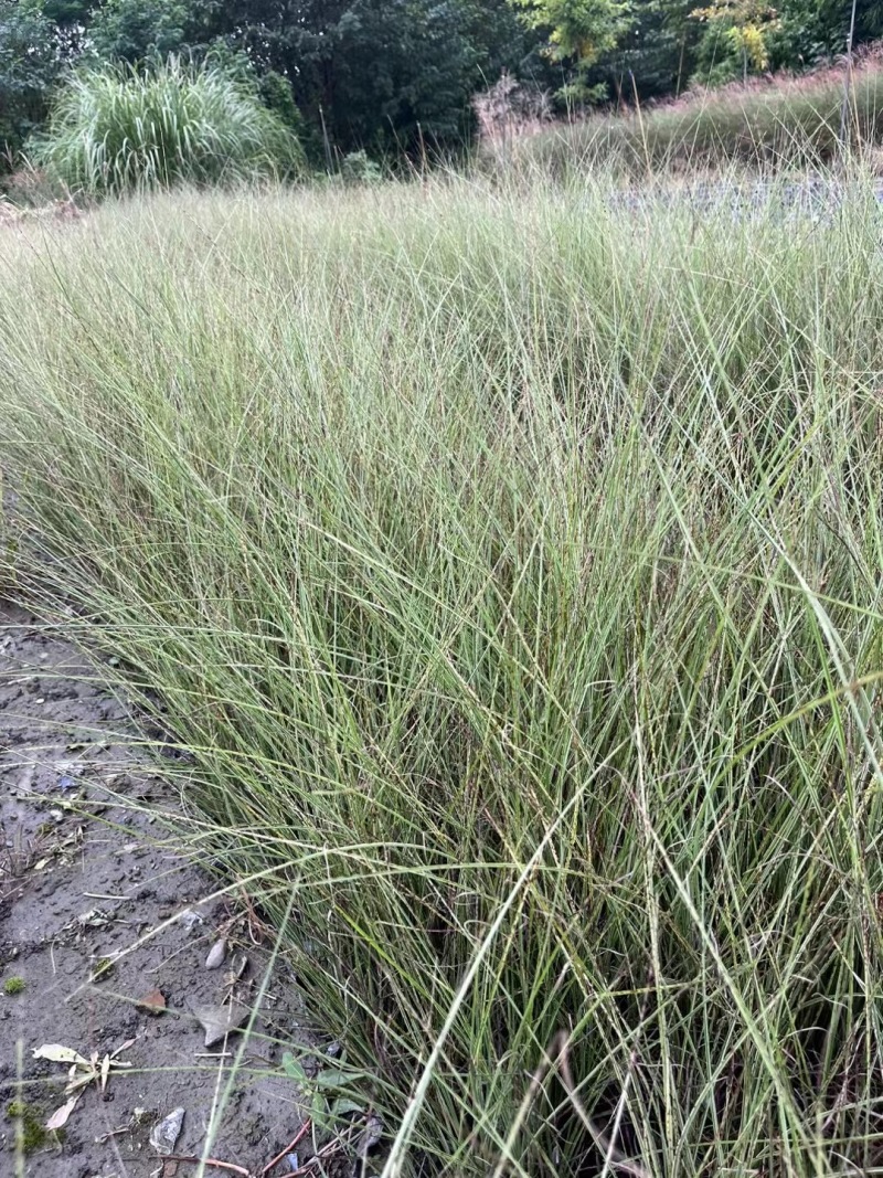 重庆晨光芒批发重庆苗木基地供应各类规格晨光芒基地直销
