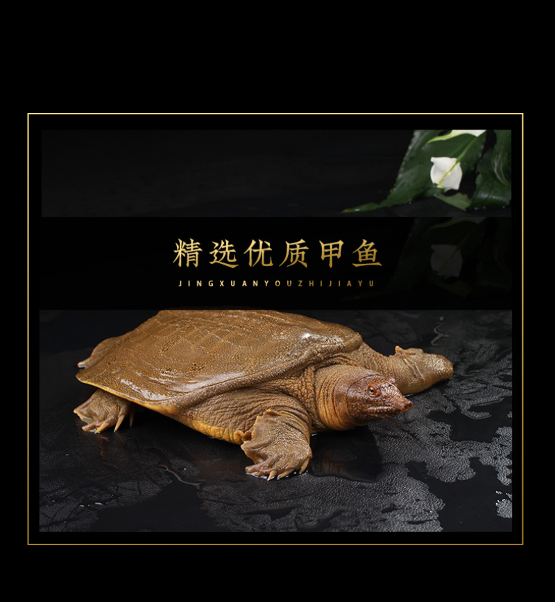 麻辣/五香卤甲鱼礼盒新鲜甲鱼烹饪即食甲鱼厂家直销