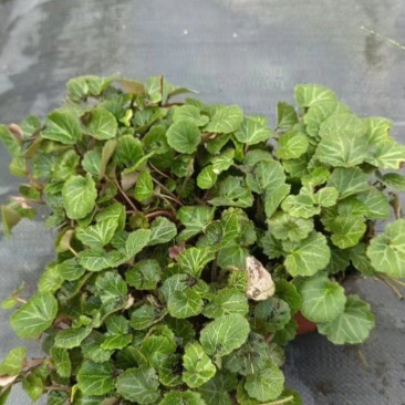 成都虎耳草批发成都苗木基地供应各类规格虎耳草基地直销