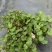 成都虎耳草批发成都苗木基地供应各类规格虎耳草基地直销