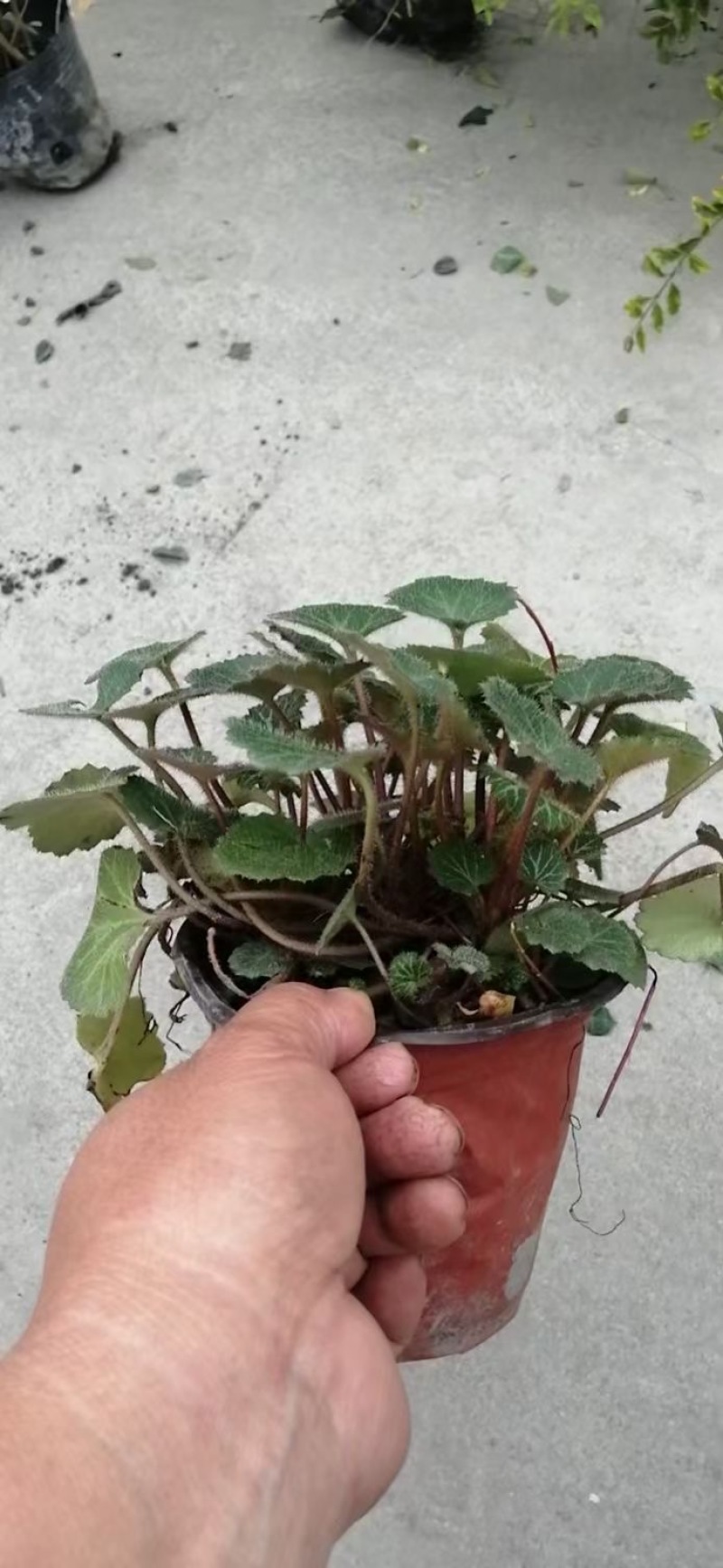 成都虎耳草批发成都苗木基地供应各类规格虎耳草基地直销