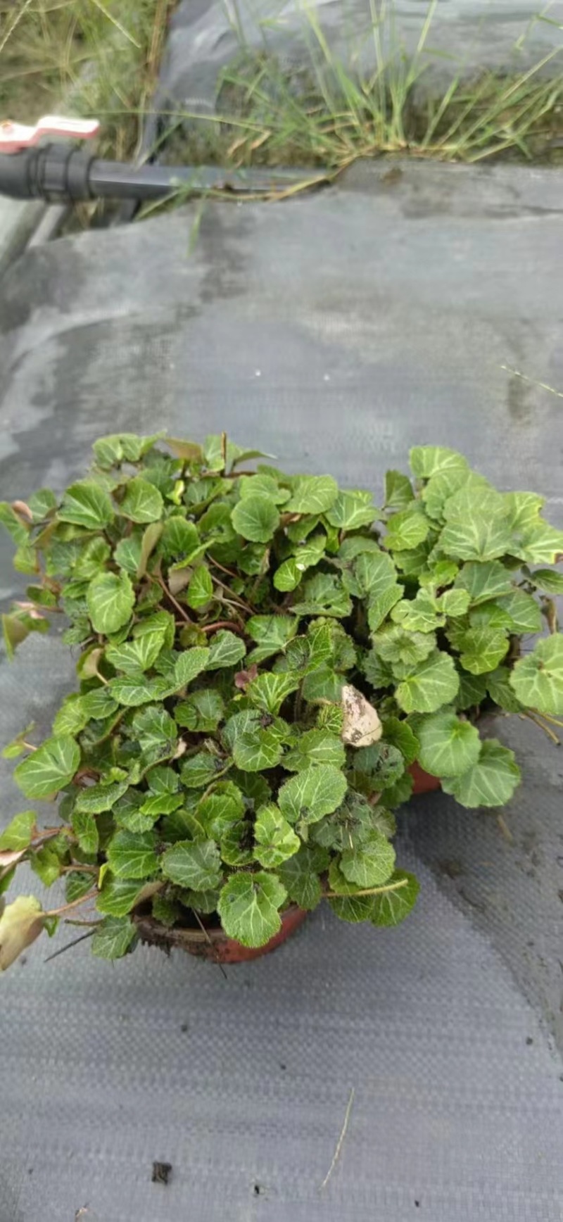 成都虎耳草批发成都苗木基地供应各类规格虎耳草基地直销