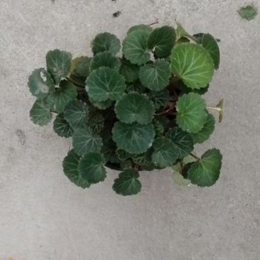 贵州虎耳草批发贵州苗木基地供应各类规格虎耳草基地直销