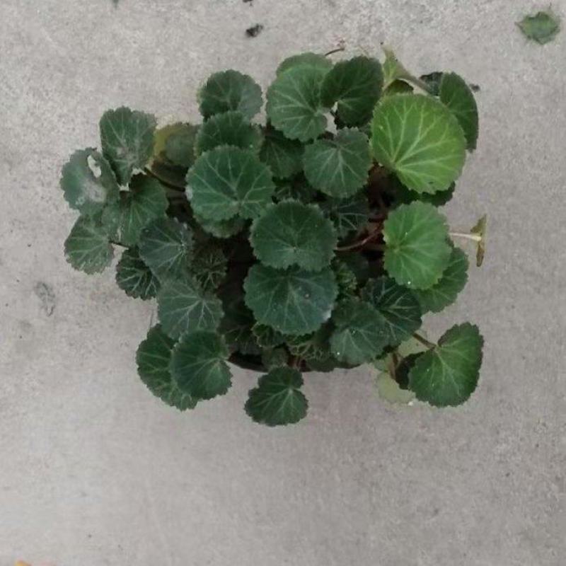 贵州虎耳草批发贵州苗木基地供应各类规格虎耳草基地直销