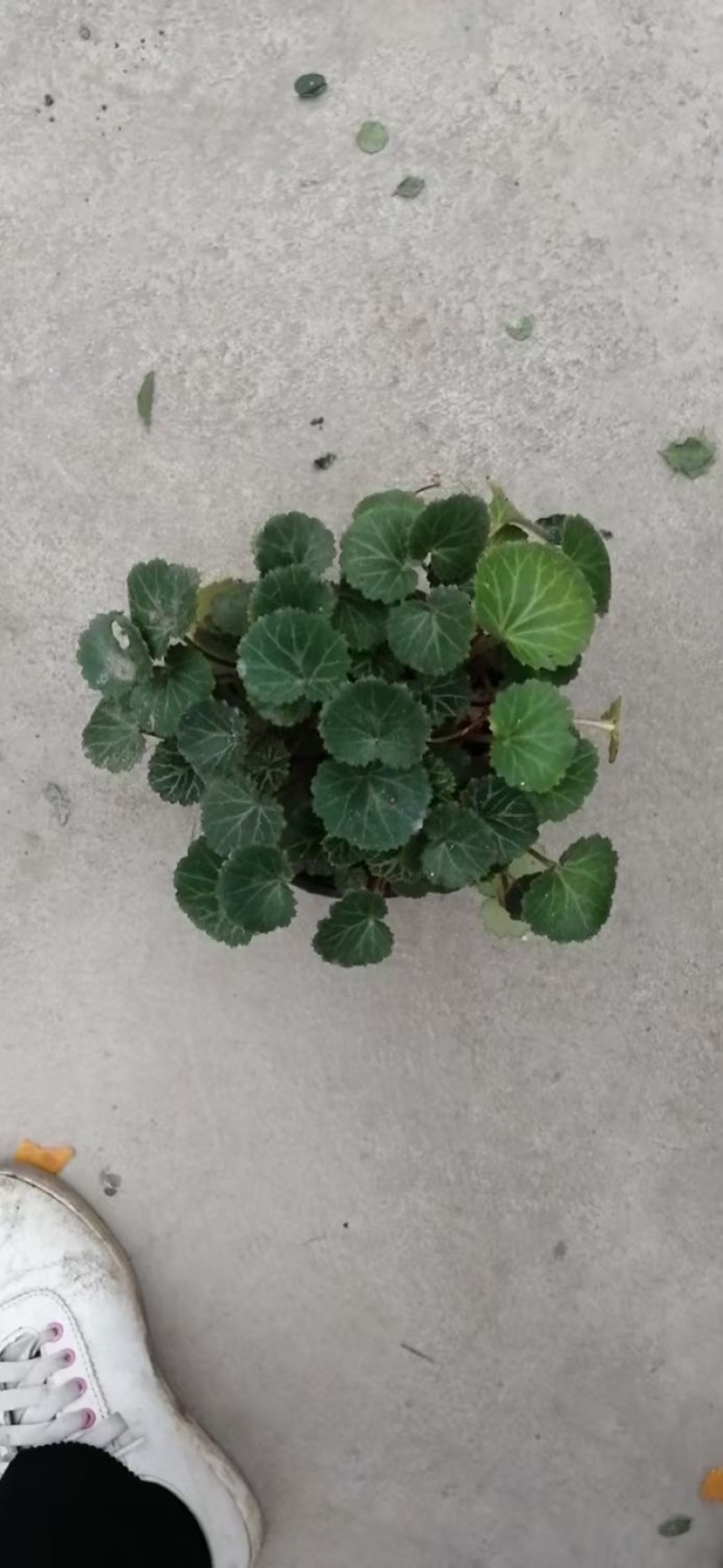 贵州虎耳草批发贵州苗木基地供应各类规格虎耳草基地直销