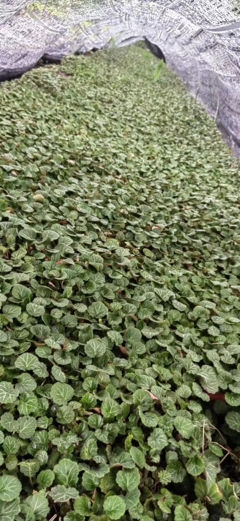 贵州虎耳草批发贵州苗木基地供应各类规格虎耳草基地直销