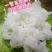 五常稻花香2号原粮