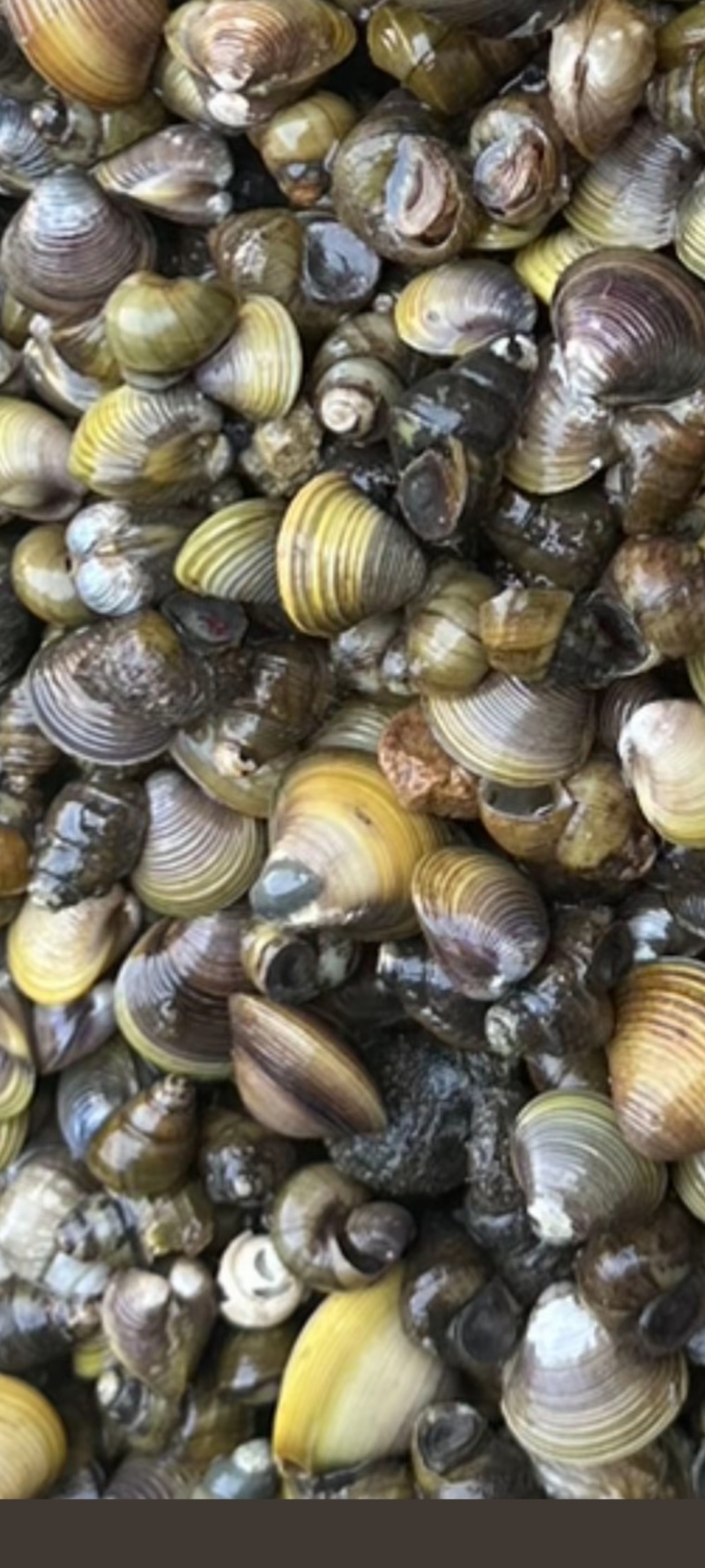真在出货，通货没篩捡，工厂价格出