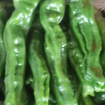 小皱皮辣椒