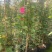 藤本月季爬藤植物粉龙蒂娜庆典蓝色阴雨30多个品种包成活