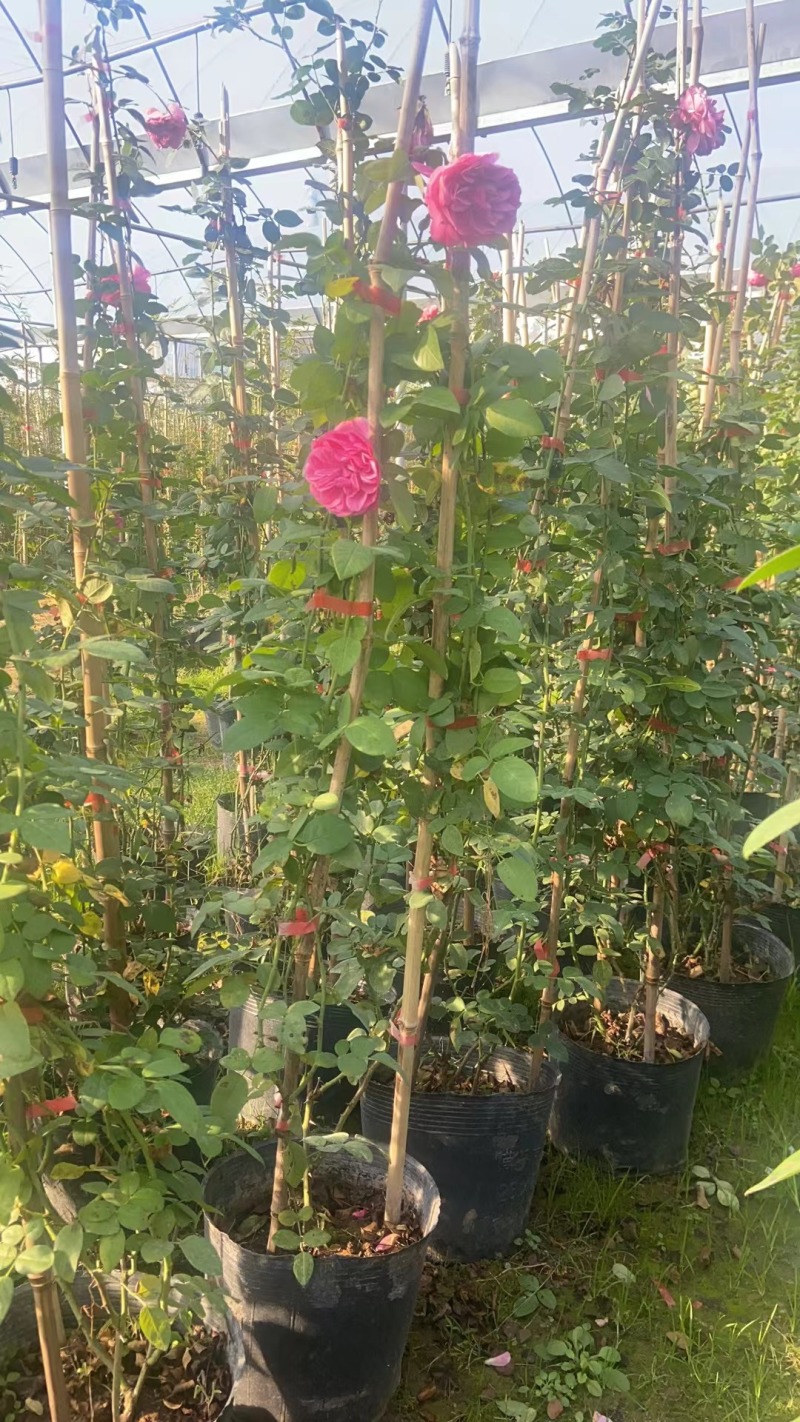 藤本月季爬藤植物粉龙蒂娜庆典蓝色阴雨30多个品种包成活