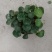 重庆虎耳草批发重庆苗木基地供应各类规格虎耳草基地直销