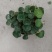 重庆虎耳草批发重庆苗木基地供应各类规格虎耳草基地直销