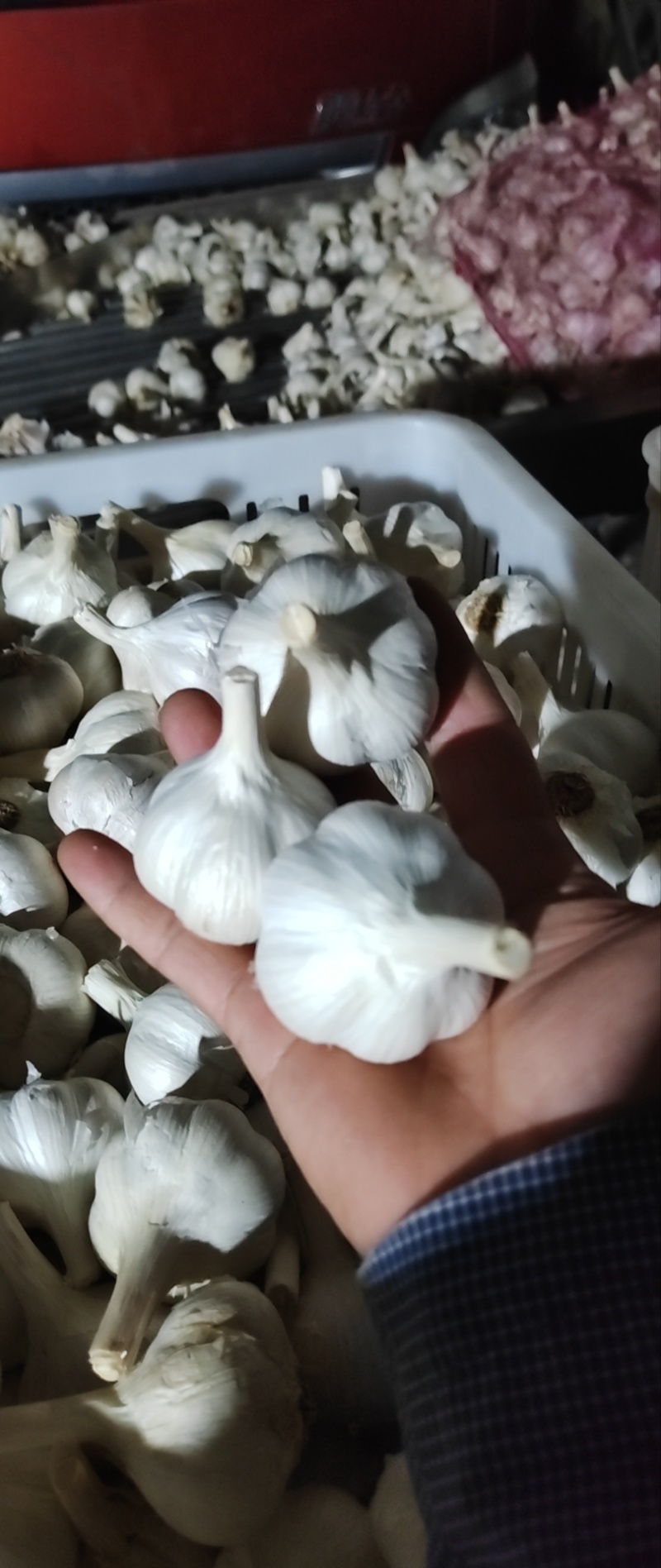 山东苍山大蒜四六瓣品质保证大量供应产地直发欢迎来电联系