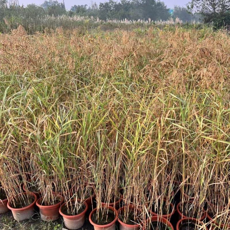 成都芦苇批发成都苗木基地供应各类规格芦苇基地直销