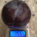 黑霸王李子树苗，基地直发假一赔十，保证成活结果，签约合同