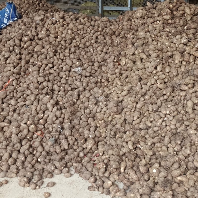 山东优质豆包芋头，产地大量现货，价格低质量好，一亩田联系