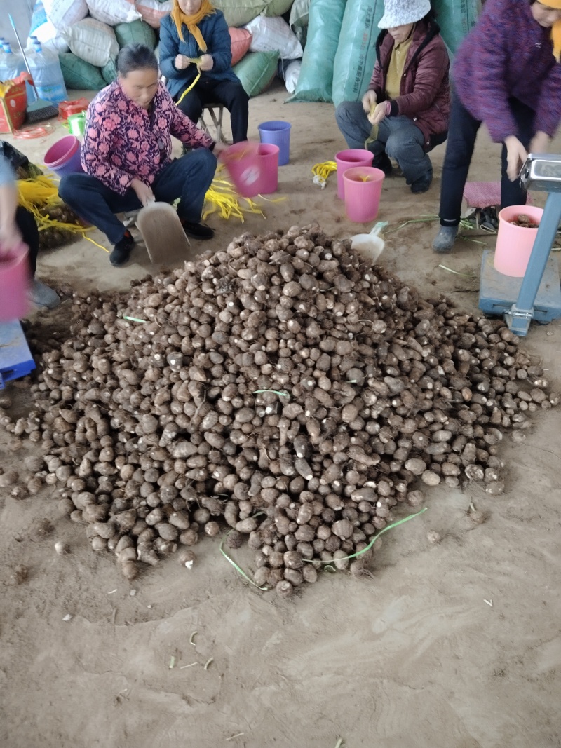 山东优质豆包芋头，产地大量现货，价格低质量好，一亩田联系