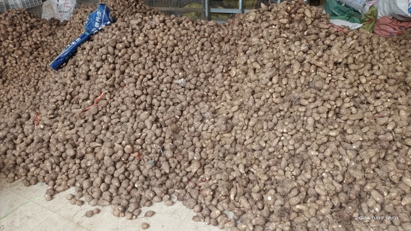 山东优质豆包芋头，产地大量现货，价格低质量好，一亩田联系