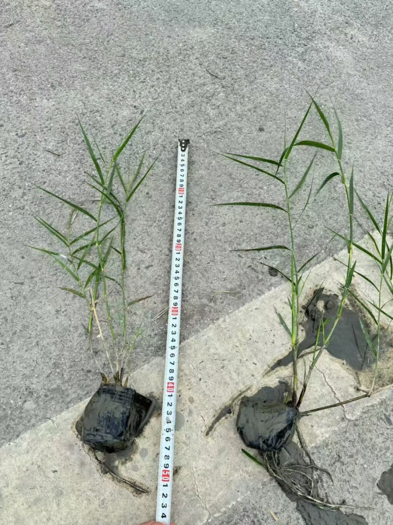 重庆芦苇批发重庆苗木基地供应各类规格芦苇基地直销