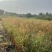 重庆芦苇批发重庆苗木基地供应各类规格芦苇基地直销