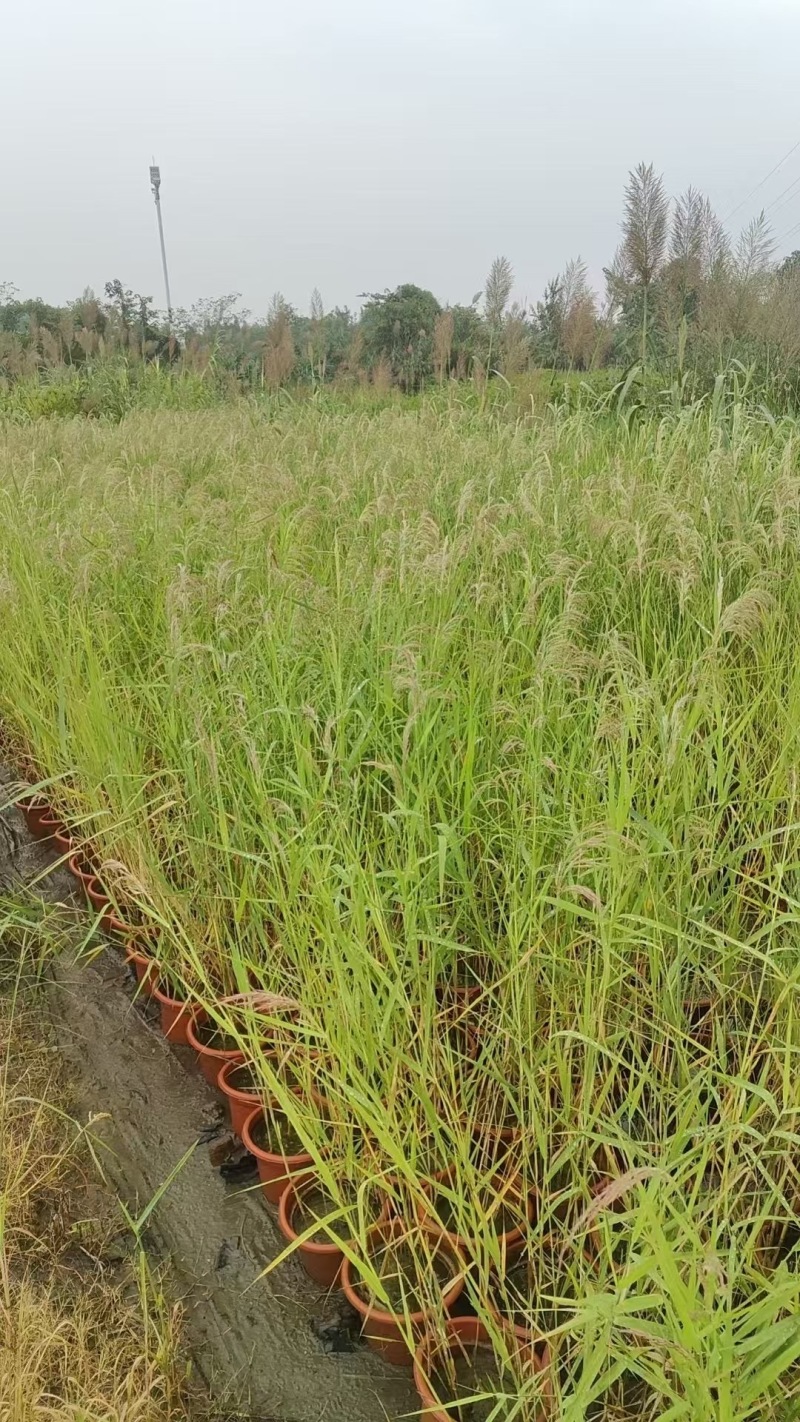 重庆芦苇批发重庆苗木基地供应各类规格芦苇基地直销
