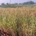 重庆芦苇批发重庆苗木基地供应各类规格芦苇基地直销
