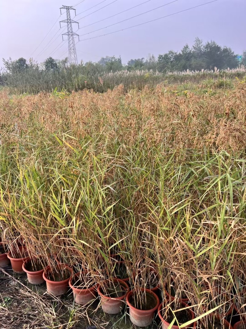 重庆芦苇批发重庆苗木基地供应各类规格芦苇基地直销