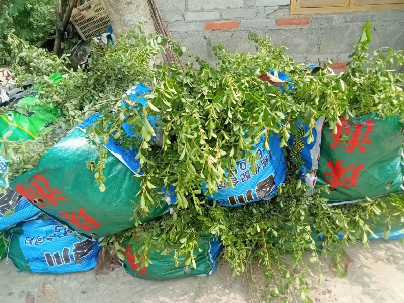 成都火棘批发成都苗木基地供应各类规格火棘基地直销