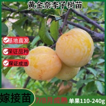 黄金奈李子树苗，保证品种假一赔十，不开花，不成活全额退款