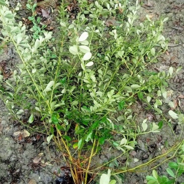 贵州火棘批发贵州苗木基地供应各类规格火棘基地直销