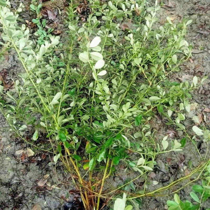 贵州火棘批发贵州苗木基地供应各类规格火棘基地直销