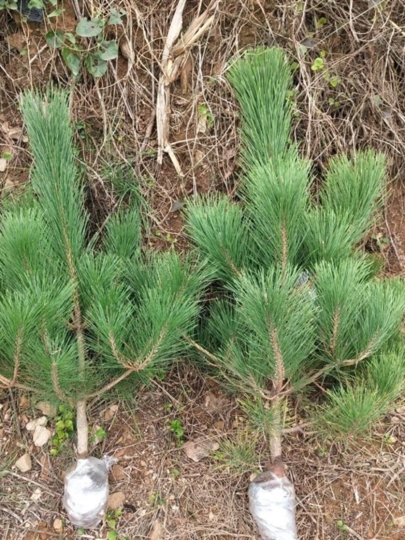 黑松树苗黑松苗日本黑松小苗庭院绿植盆栽盆景造型素材苗圃